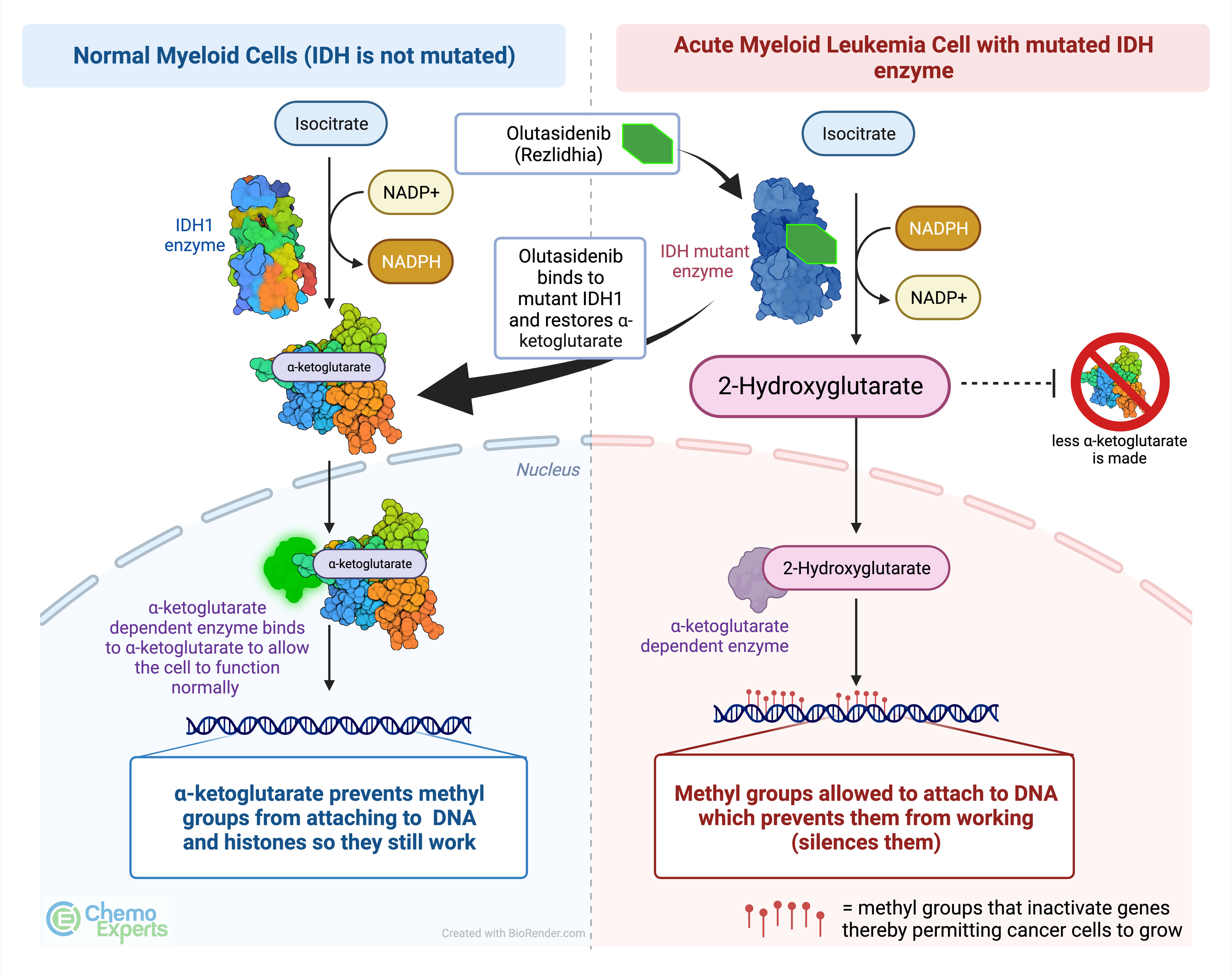 rezlidhia-olutasidenib-mechanism-of-action-aml